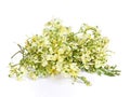 Moringa flowers on a white background. Royalty Free Stock Photo