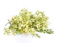 Moringa flowers on a white background.