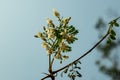 Moringa flowers that white color and Moringa stick is a great herb