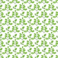 Moringa. Green leaves, branches. Background, wallpaper, seamless