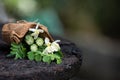 Moringa green leaves ,fruit and flowers on nature background