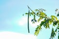 Moringa with green leaves on the tree on blue sky background Royalty Free Stock Photo