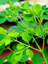 Moringa is highly valued for its nutritional properties Royalty Free Stock Photo