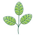 Moringa Leaf Royalty Free Stock Photo