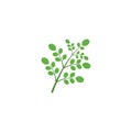 Moringa leaf illustration Royalty Free Stock Photo