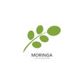 Moringa leaf illustration Royalty Free Stock Photo