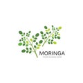 Moringa leaf illustration Royalty Free Stock Photo