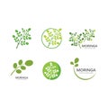 Moringa leaf illustration Royalty Free Stock Photo