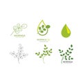 Moringa leaf illustration Royalty Free Stock Photo