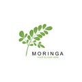Moringa leaf illustration vector template Royalty Free Stock Photo