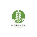 Moringa leaf illustration vector template Royalty Free Stock Photo