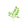 Moringa leaf illustration vector template Royalty Free Stock Photo