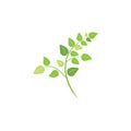 Moringa leaf illustration vector template Royalty Free Stock Photo