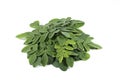 Moringa leaf Royalty Free Stock Photo