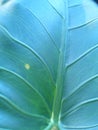 Moringa leaf surface with beautiful internodes.