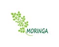 Moringa leaf vector template illustration Royalty Free Stock Photo