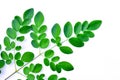 Moringa leaf  vegetable Royalty Free Stock Photo