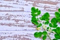Moringa leaf  vegetable on a white wood Royalty Free Stock Photo