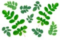 Moringa leaves pattern texture. Royalty Free Stock Photo