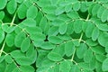 Moringa leaves background