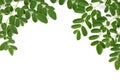 Moringa leaves background. Royalty Free Stock Photo