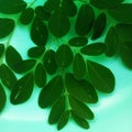 Moringa leaves can overcome various complaints due to vitamin A and mineral deficiencies Royalty Free Stock Photo