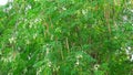 Moringa leaves are cooked or boiled, then eaten to help treat scurvy