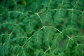Moringa Leaves: Essence of Life\'s Renewing Green Power
