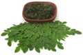 Moringa leaves Royalty Free Stock Photo