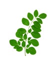 Oval Shape Moringa Leaves isolated on a white background Royalty Free Stock Photo