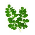 Moringa Leaves Isolated on White Background Royalty Free Stock Photo