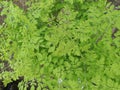 Moringa leaves that look so green and fresh Royalty Free Stock Photo