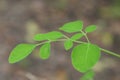 Moringa leaves or merunggai Royalty Free Stock Photo