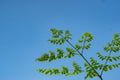 moringa leaves Royalty Free Stock Photo