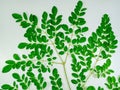 Moringa leaves