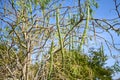 Moringa leaves