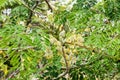 Leaves and flowers of moringa tree Moringa oleifera Lam. Moringaceae Royalty Free Stock Photo