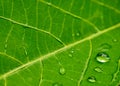 Defocused capture of raindrops on green leaf, Moringa oleifera is a fast-growing Royalty Free Stock Photo