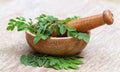 Moringa leaves and mortar pestle Royalty Free Stock Photo