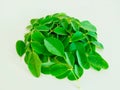 Moringa leaves moringa oleifera green leaf and small branches of drumsticktree horseradishtree stock photo