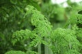 Moringa, leaves Moringa oleifera Lamk