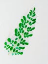 Moringa leaves moringa oleifera tree green leaf and small branches of drumsticktree horseradishtree ben oil tree photo