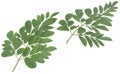 Moringa leaves Royalty Free Stock Photo
