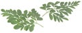 Moringa leaves Royalty Free Stock Photo