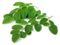 Moringa leaves