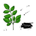 Moringa leaves. Vector superfood branch drawing.