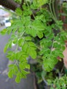 moringa leaves very usefull for health Royalty Free Stock Photo