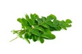 Moringa leaves on white background