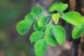 Moringa or merunggai or its scientific name is Moringa oleifera Royalty Free Stock Photo