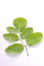 Moringa leaf stalk on a white background - daun kelor Royalty Free Stock Photo